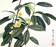 Yellow Camellias Painting by Ren Yu Yellow Camellias Painting by Ren Yu