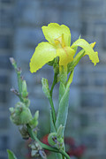 Yellow Cana Lily Photograph by Frank Mari