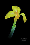 Yellow Canna Photograph by Frank Mari Yellow Canna Photograph by Frank Mari