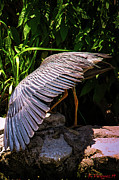 Yellow Crown Night Heron Photograph by Rene Vasquez
