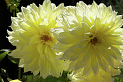 Yellow Dahlias Photograph by Curt Brashear