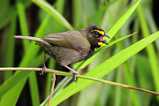 Yellow-faced Grassquit Photograph by Adam Rainoff