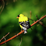 Yellow Finch Photograph by David Beechum Yellow Finch Photograph by David Beechum