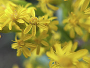 Yellow Flowers Photograph by K Bradley Washburn