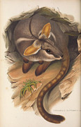 Yellow-footed Rock Wallaby, Drawing by John Gould Yellow-footed Rock Wallaby, Drawing by John Gould