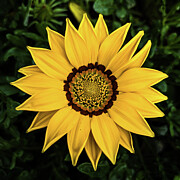 Yellow Gazania Photograph by Jim Feldman Yellow Gazania Photograph by Jim Feldman