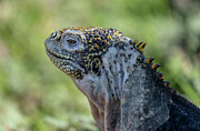 Yellow Land Iguana Photograph by Dana Matson Yellow Land Iguana Photograph by Dana Matson