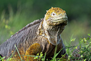 Yellow Land Iguana Smiling Photograph by Dana Matson