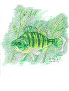 Yellow Perch Drawing by Kenneth Stock