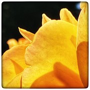 Rose Petals Photograph by Wendy Golden