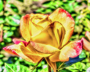 Yellow Rose Digital Art by Bruce Block