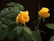 Yellow Roses Delight Photograph by Richard Thomas Yellow Roses Delight Photograph by Richard Thomas