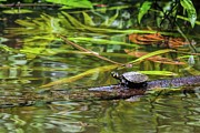 Yellow-spotted Amazon River Turtle Photograph by Henri Leduc