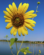 Yellow Sun Photograph by Nature Shots By Xtara Yellow Sun Photograph by Nature Shots By Xtara