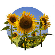 Yellow Sunflowers with Blue Sky Photograph by Randall Nyhof