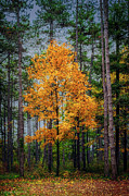 Yellow tree in the forest Photograph by Dejan Travica Yellow tree in the forest Photograph by Dejan Travica