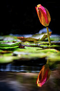 Yellow Water Lily Reflection Photograph by Sebastian Musial