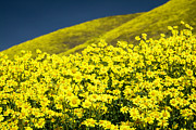 Yellow Wildflowers Everywhere You Look Photograph by Lindsay Thomson