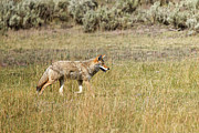 Yellowstone Coyote  Photograph by Brook Burling