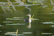 Yeti Photography - Juv. Red-necked grebe Photograph by David Jennings Yeti Photography - Juv. Red-necked grebe Photograph by David Jennings