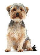 Yorkie dog sitting alert Photograph by Warren Photographic