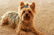 Yorkie with blue bow Photograph by Dawn Richards Yorkie with blue bow Photograph by Dawn Richards
