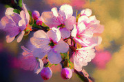 Yoshino Cherry Blossoms Digital Art by Mark Tisdale