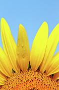 You Are My Sunshine Photograph by Lens Art Photography By Larry Trager