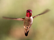 You Look Like Nectar To Me Photograph by Joe Schofield