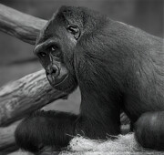 You looking at me? Photograph by Jim Signorelli You looking at me? Photograph by Jim Signorelli