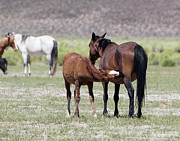 Young Colt Nursing  Photograph by Cheryl Strahl