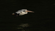Young Pelican 2016-8 Photograph by Thomas Young Young Pelican 2016-8 Photograph by Thomas Young