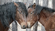 Young Stallion with Leader. Photograph by Paul Martin