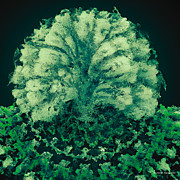Zealous Green Fractal Tree Digital Art by Cindy's Creative Corner Zealous Green Fractal Tree Digital Art by Cindy's Creative Corner
