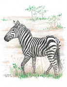 Zebra Drawing by Kenneth Stock