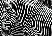Zebra Stripes Photograph by Jim Signorelli Zebra Stripes Photograph by Jim Signorelli