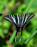 Zebra Swallowtail DIN0401 Photograph by Gerry Gantt Zebra Swallowtail DIN0401 Photograph by Gerry Gantt