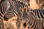 Zebras Photograph by Adam Romanowicz