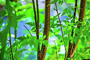 Zen Forest Photograph by Az Jackson Zen Forest Photograph by Az Jackson