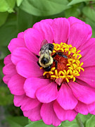 Zinnia and the bee Pyrography by Greg Joens