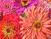 Zinnia Party Surprise 3 Photograph by Jill Love