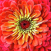 Zinnia Queen Photograph by Jill Love
