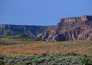 Super Bloom Zion National Park Photograph by Dave Diegelman Super Bloom Zion National Park Photograph by Dave Diegelman