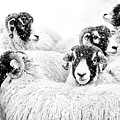  In Winters Grip Photograph by Janet Burdon