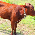 Jamaican Cow by Debbie Levene Jamaican Cow by Debbie Levene