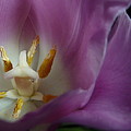 Open Your Heart with Hope by Michele Penn