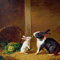 Two Rabbits Painting by H Baert Two Rabbits Painting by H Baert