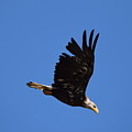Bald Eagle Juvenile Burgess Res CO Photograph by Margarethe Binkley Bald Eagle Juvenile Burgess Res CO Photograph by Margarethe Binkley
