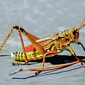 15- Lubber Grasshopper Digital Art by Joseph Keane 15- Lubber Grasshopper Digital Art by Joseph Keane