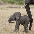 African Elephant Mother And Under 3 Photograph by Suzi Eszterhas African Elephant Mother And Under 3 Photograph by Suzi Eszterhas
